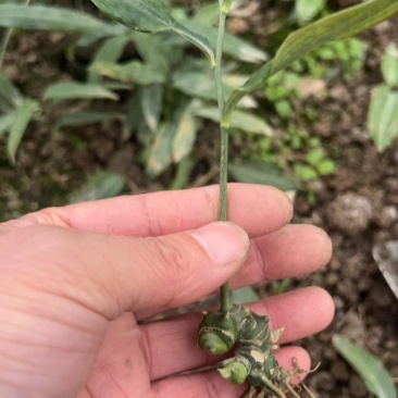 黄精种苗量大质优价格优惠欢迎各大老板采购咨询一手货源