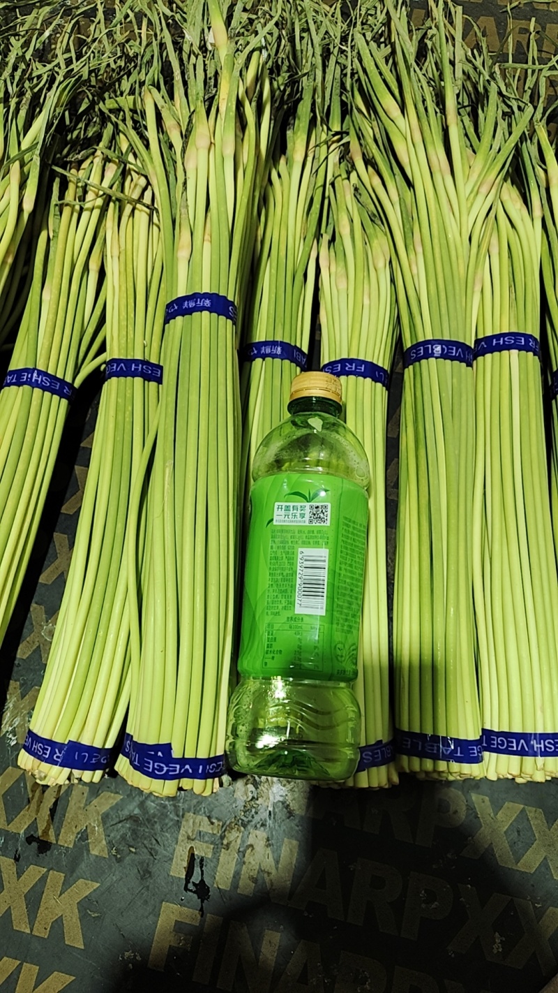 蒜薹河南红帽蒜薹杂交红帽蒜薹基地直发提供一条龙服务
