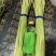 蒜薹河南红帽蒜薹杂交红帽蒜薹基地直发提供一条龙服务