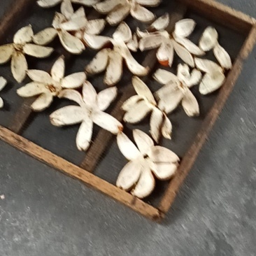 干小柚子果