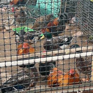 鸭子，家养