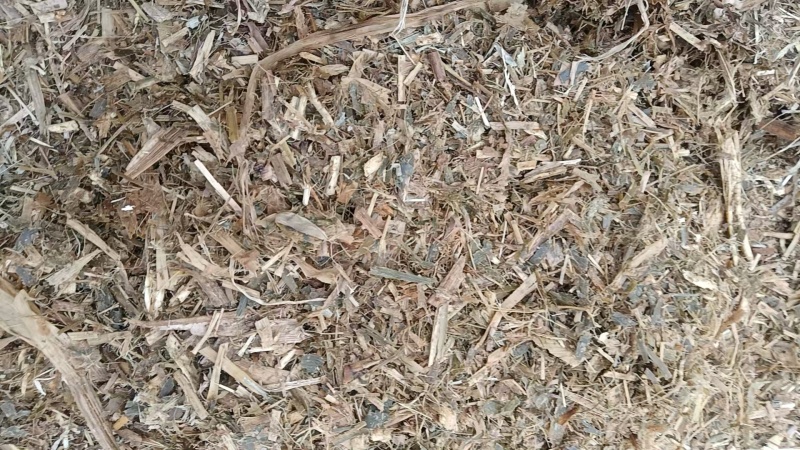 黄储草