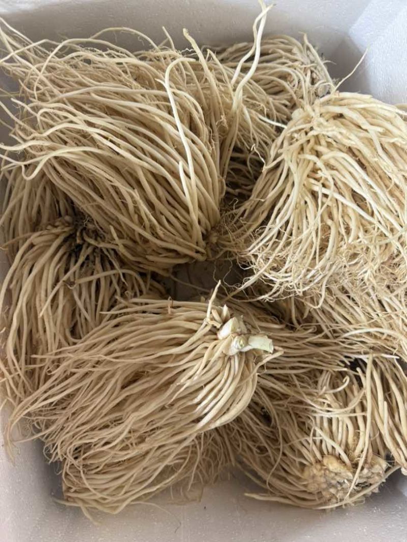 云南德宏特产苤菜根撇菜根大韭菜根新鲜肥嫩菜根可种凉拌