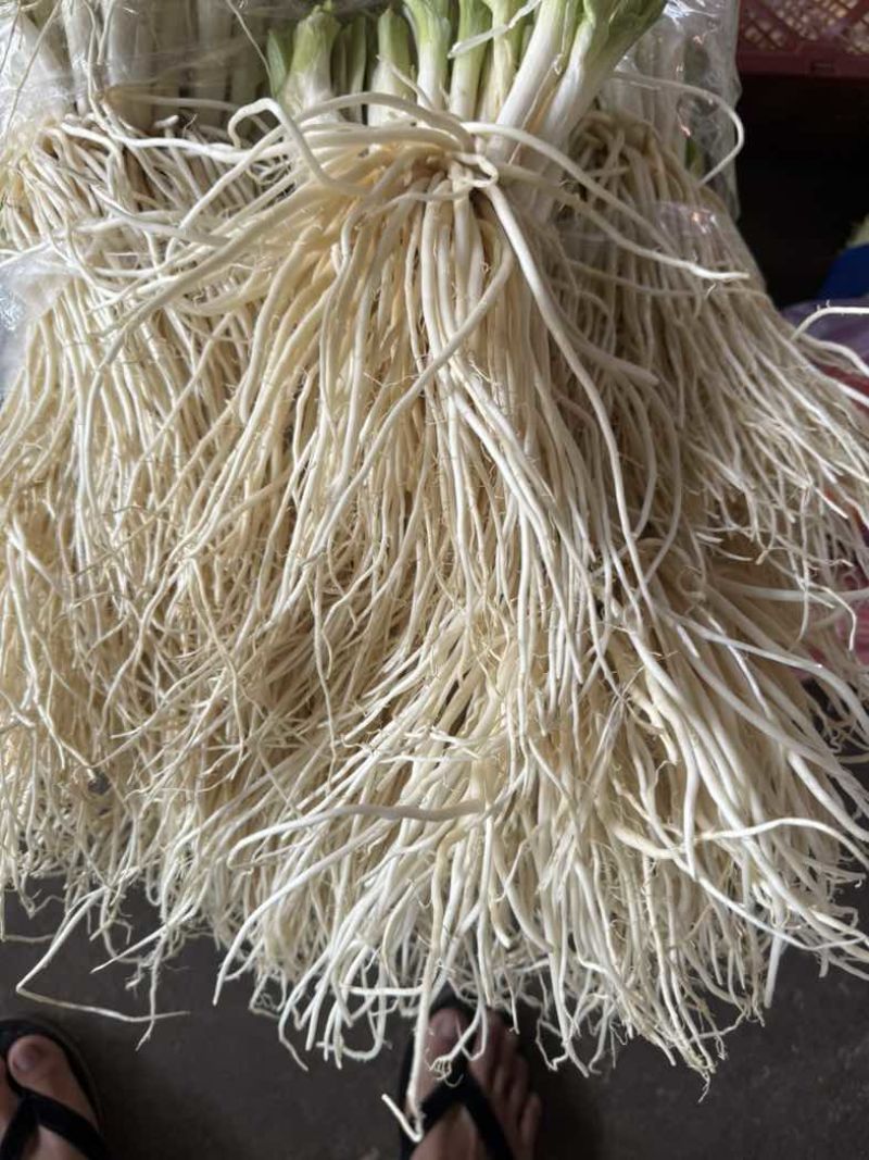 云南德宏特产苤菜根撇菜根大韭菜根新鲜肥嫩菜根可种凉拌