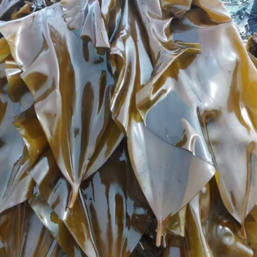 鲜海带