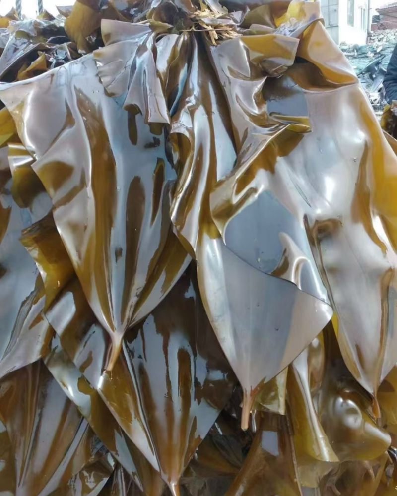 鲜海带