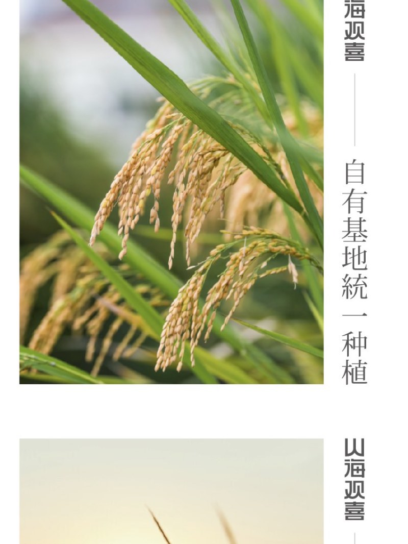 观喜2024五常大米原粮稻花香2号新米上市5kg礼盒装农村大