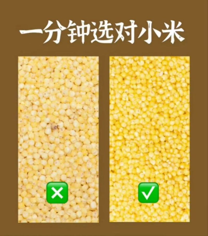 裕稻皇粮大金苗黄小米四斤软糯粘稠米油醇厚