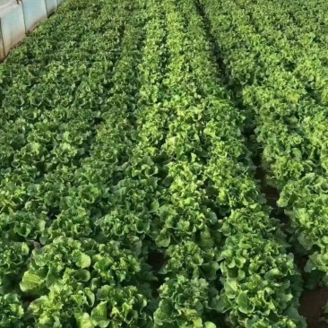 油麦菜