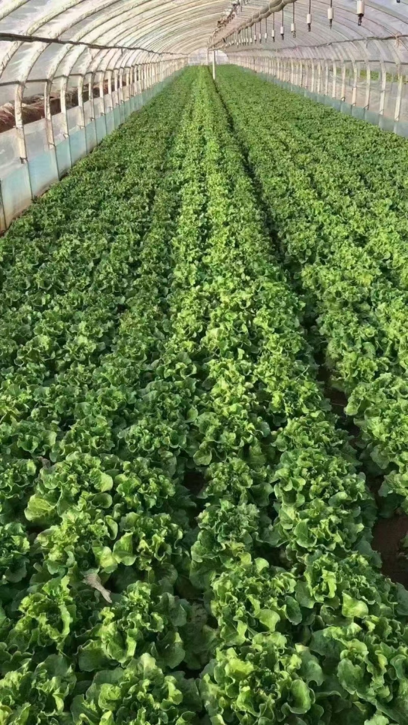 油麦菜