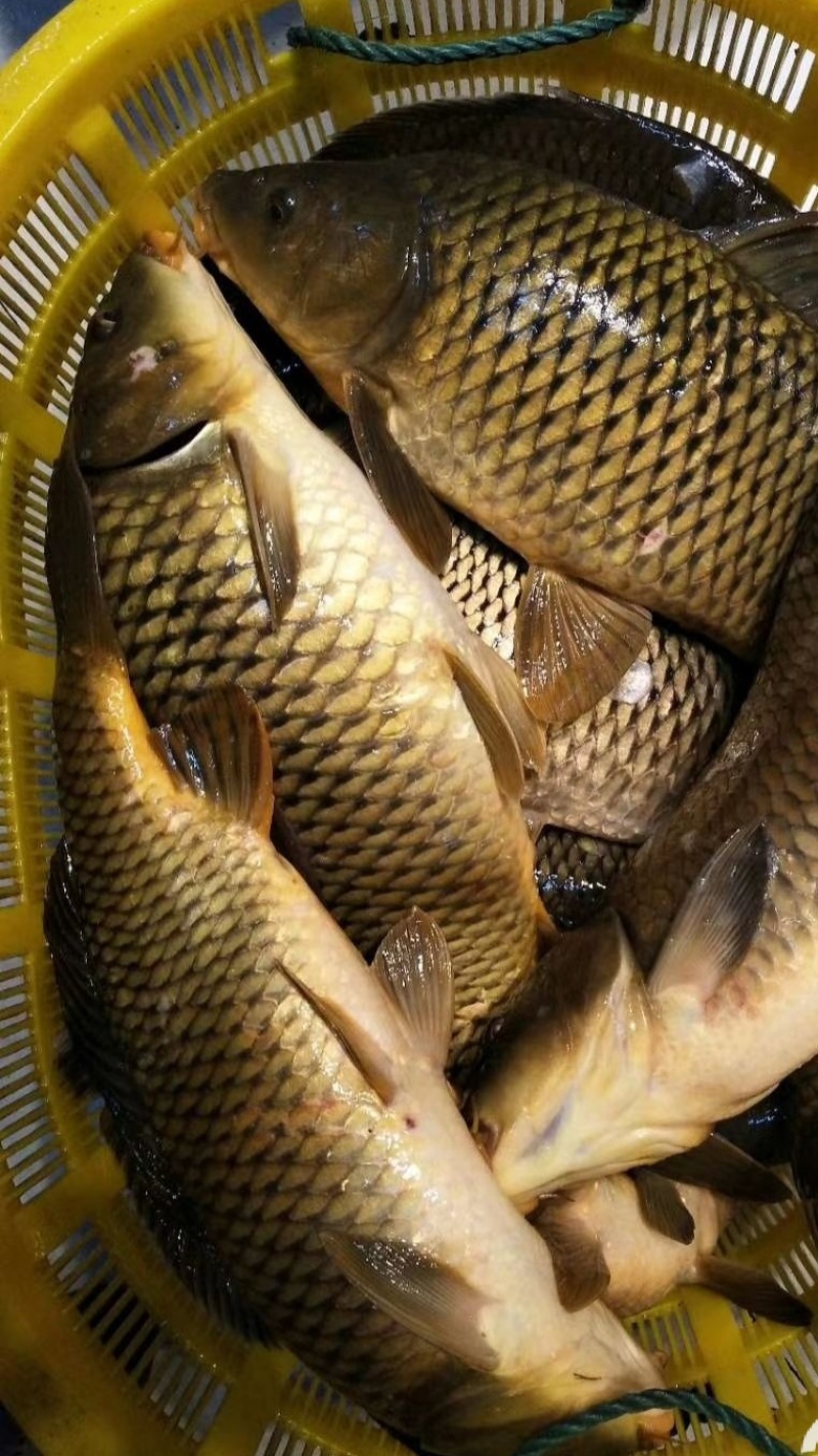 鲤鱼来了