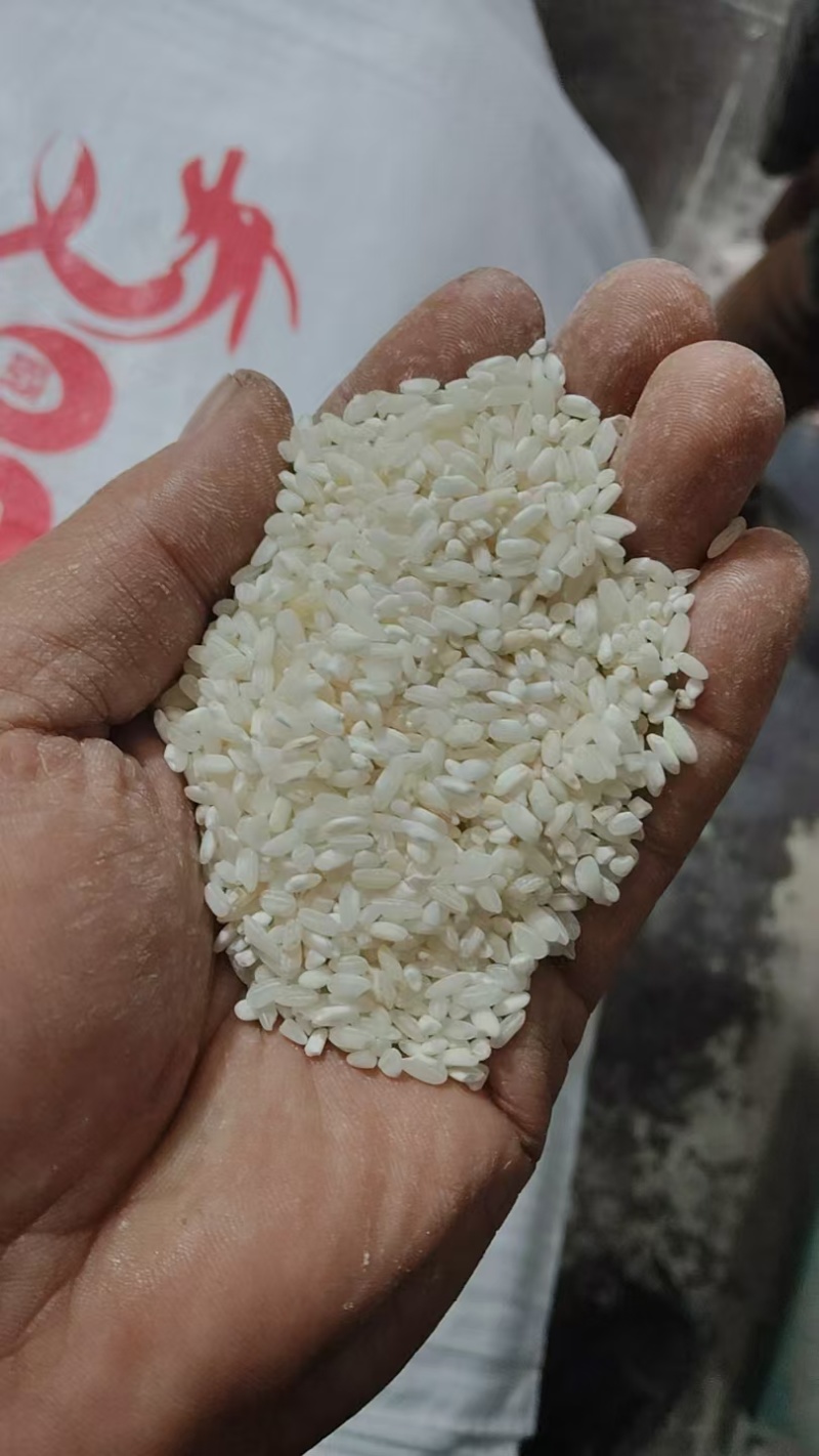 开库产品，A级桂朝米，陈纯圆