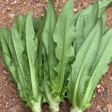 油麦菜