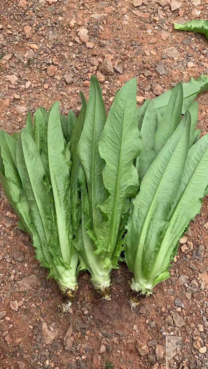 油麦菜