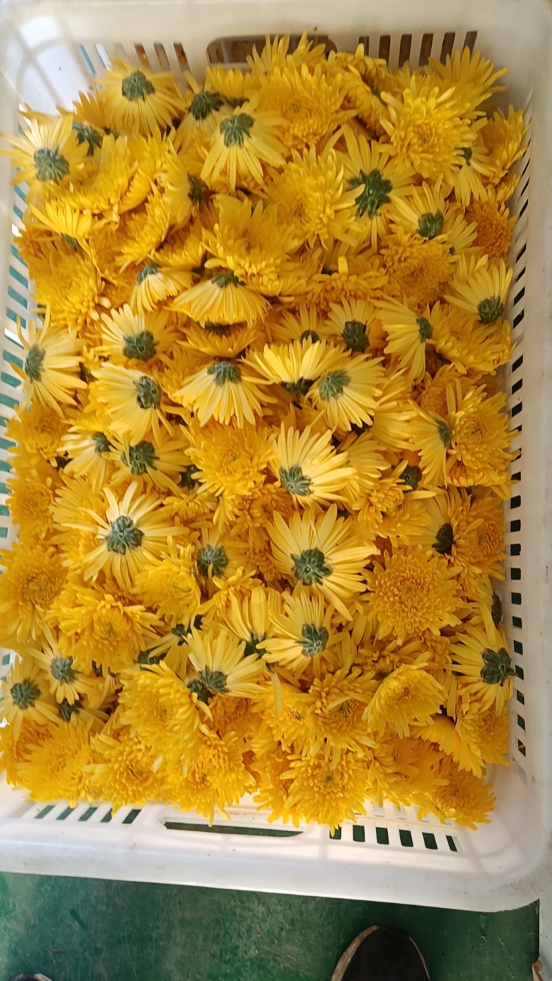 河北皇菊花茶