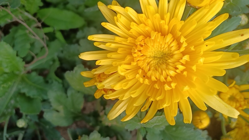 河北皇菊花茶