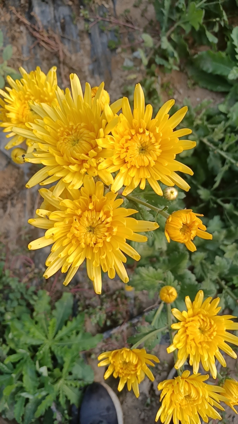 河北皇菊花茶