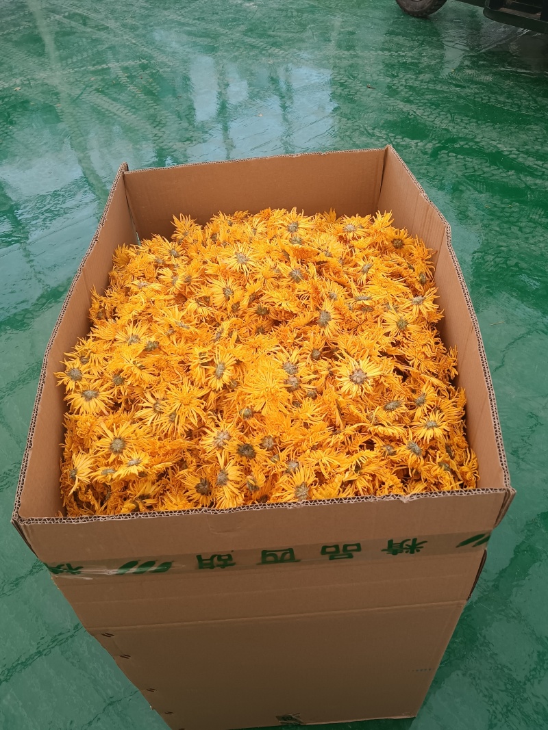 河北皇菊花茶