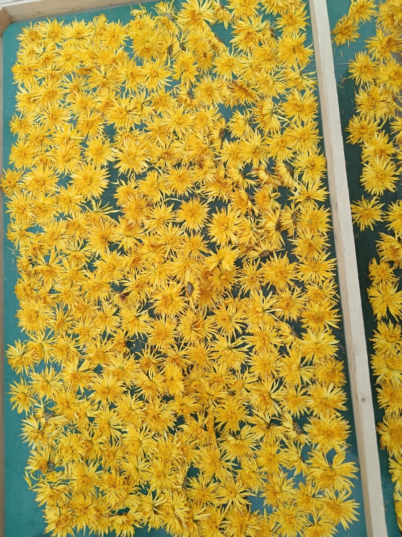 河北皇菊花茶
