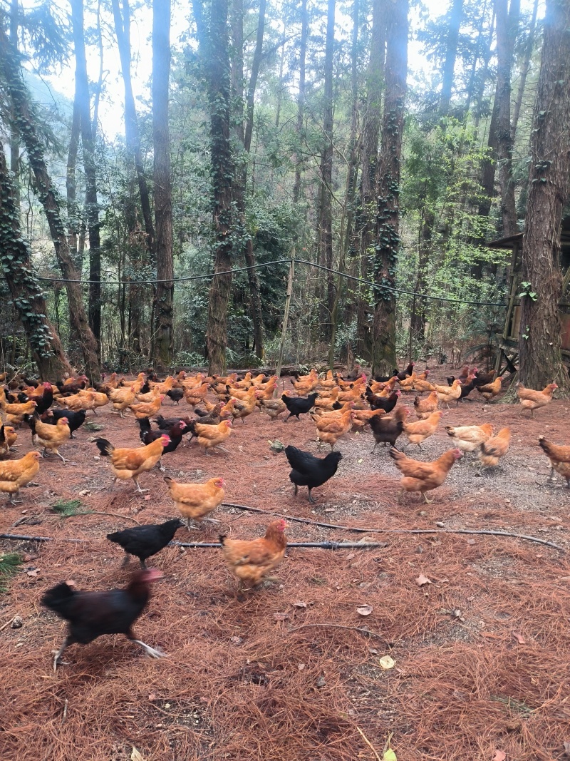 产蛋鸡