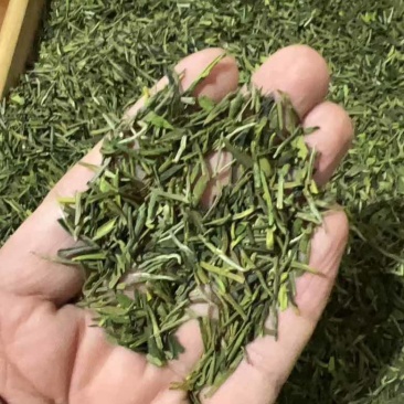 安吉白茶芽