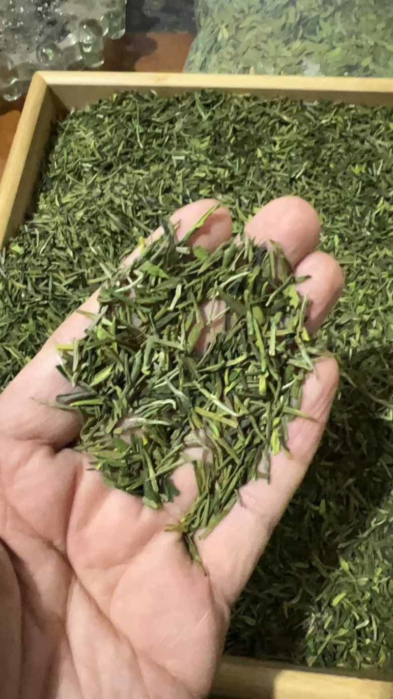 安吉白茶芽