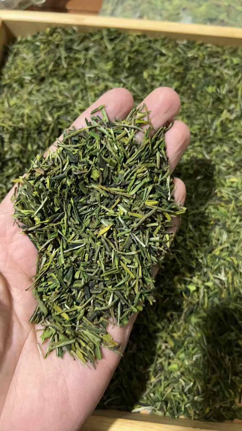 安吉白茶芽