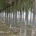 速生白蜡8-15公分