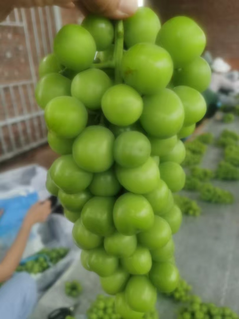 云南高原阳光玫瑰