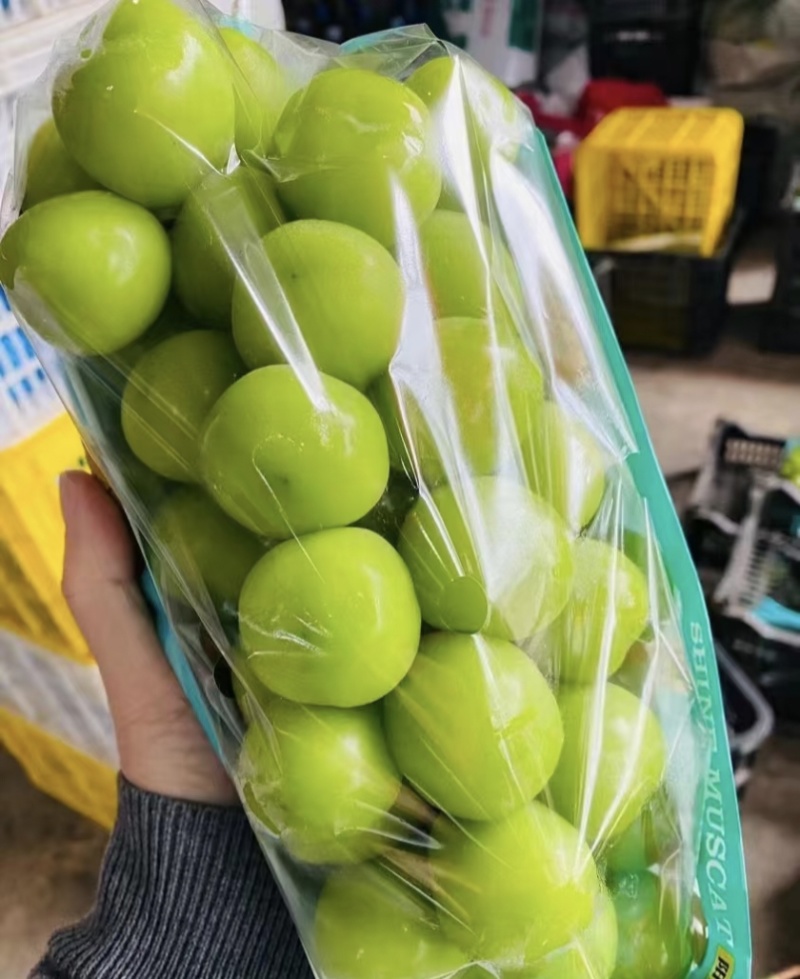 云南高原阳光玫瑰
