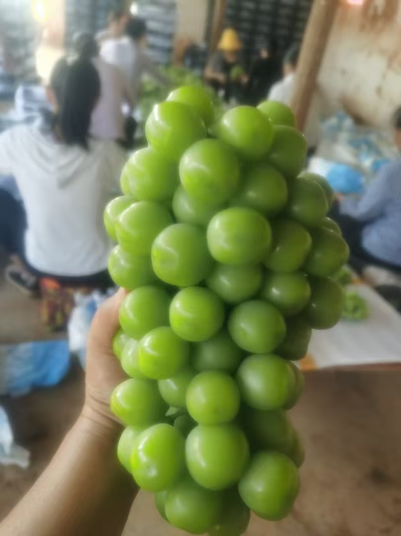 云南高原阳光玫瑰