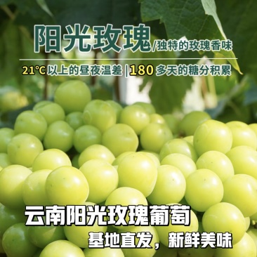 云南高原阳光玫瑰