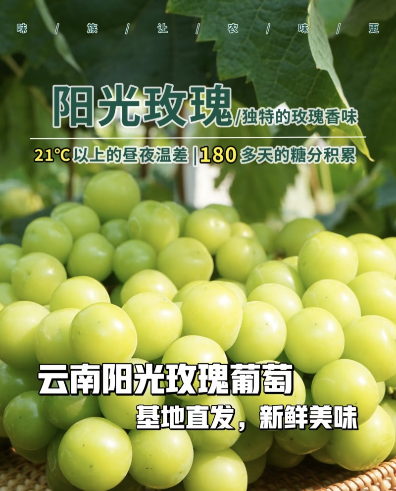 云南高原阳光玫瑰