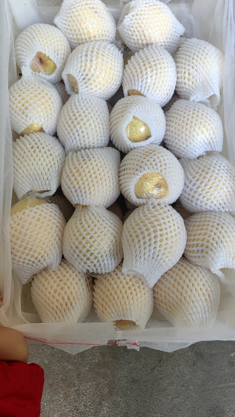 泊头鸭梨