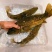 高端淡水鱼