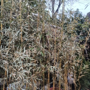 金镶玉竹，量大从优