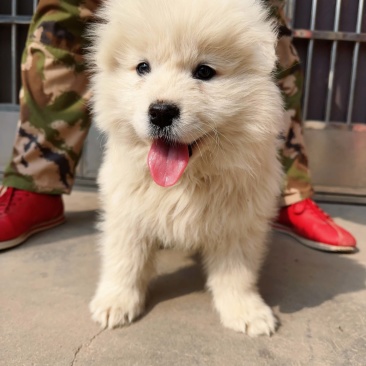 幼犬