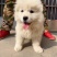 幼犬