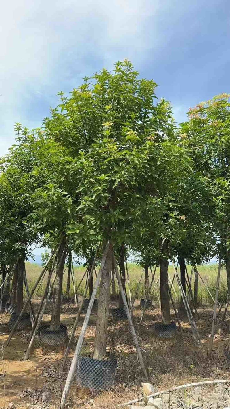 出售自己苗场：芒果绿化树15一20公分1000棵