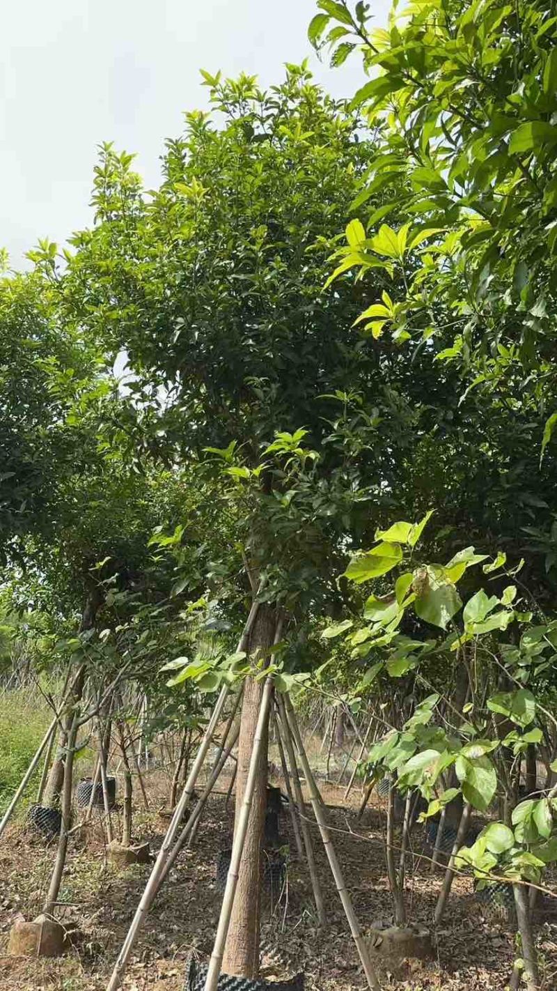 出售自己苗场：芒果绿化树15一20公分1000棵