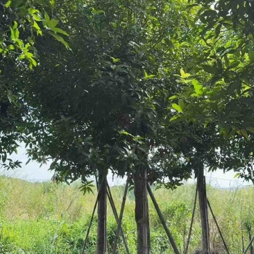 出售自己苗场：芒果绿化树15一20公分1000棵