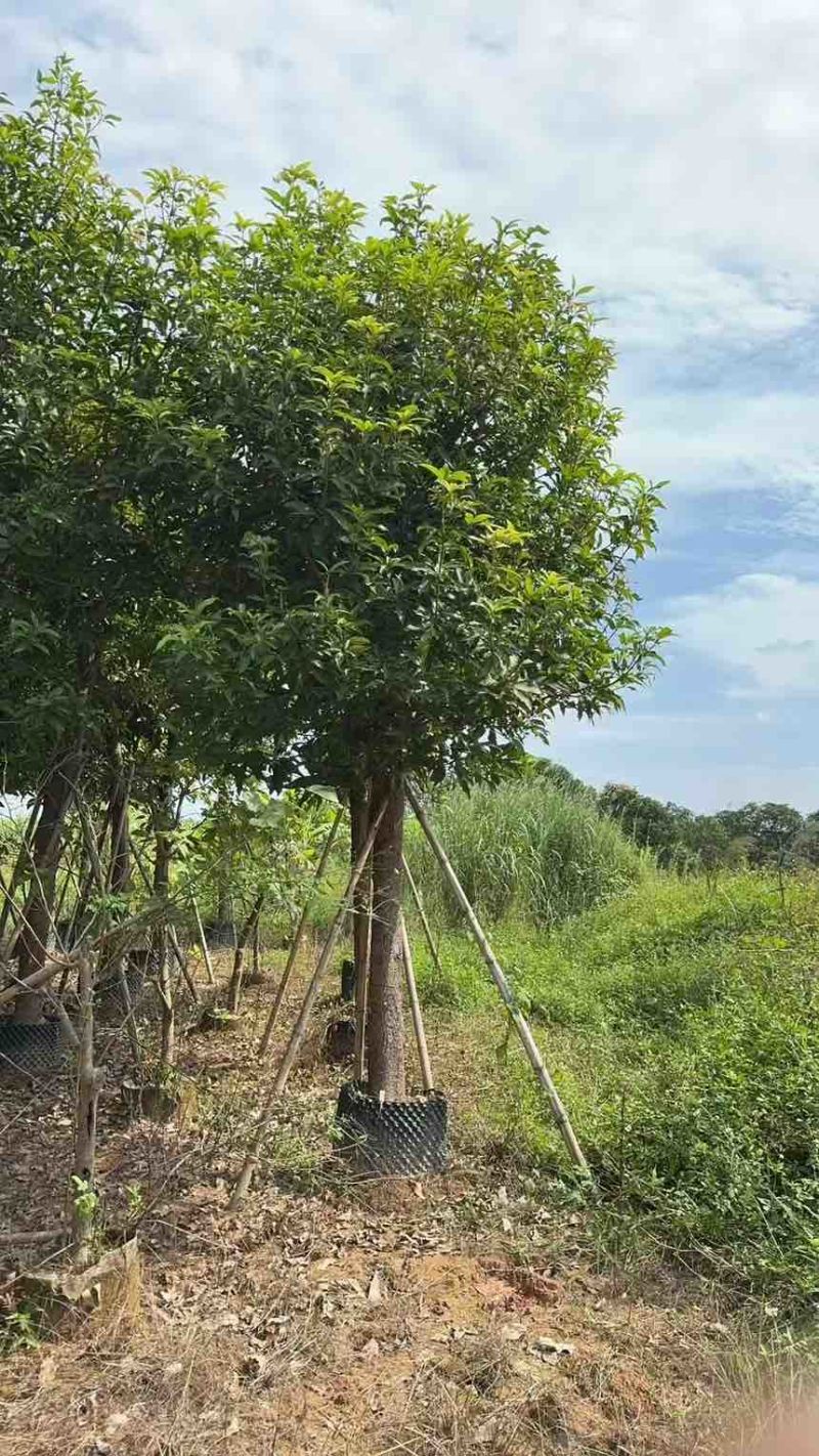 出售自己苗场：芒果绿化树15一20公分1000棵