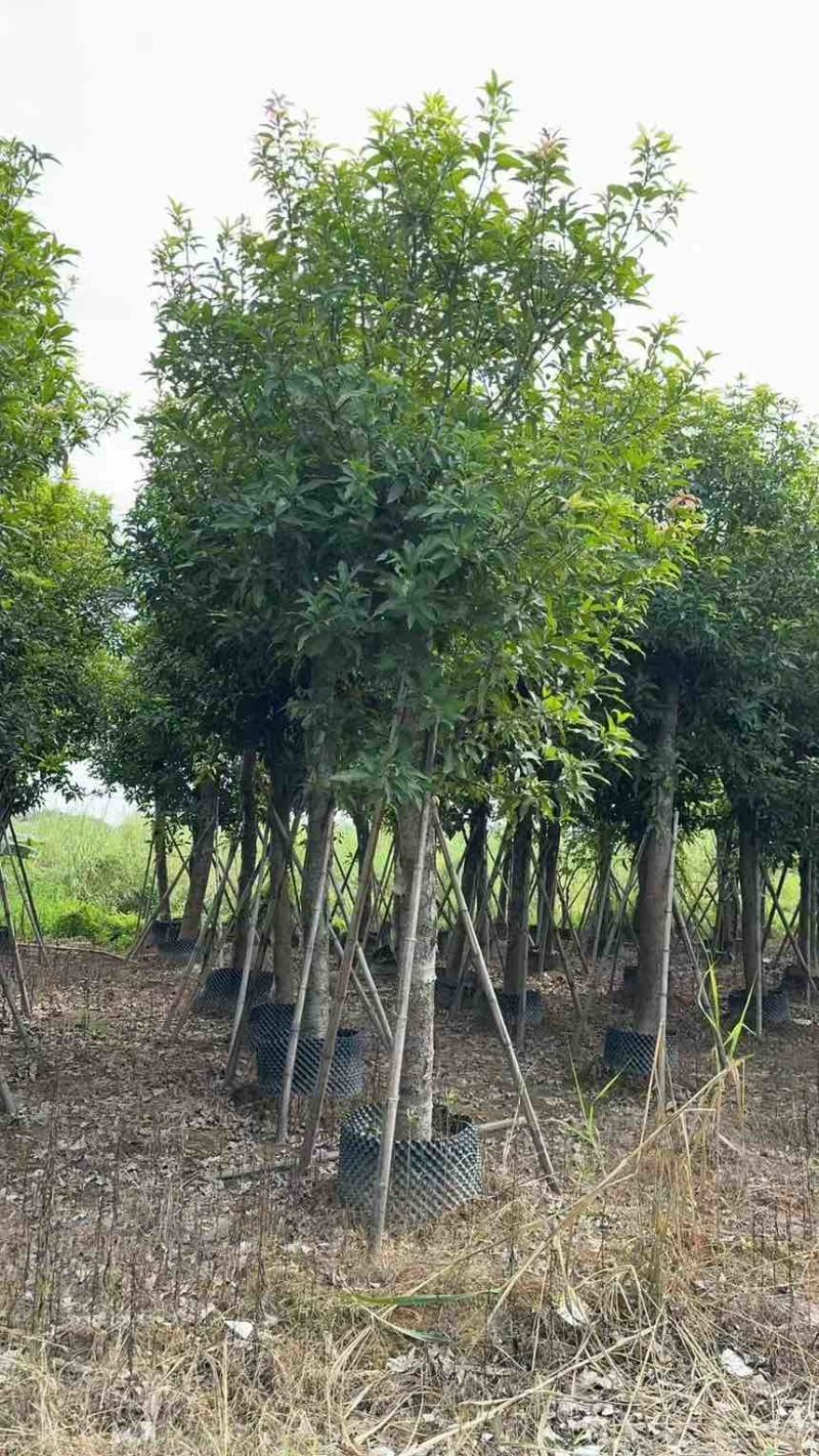 出售自己苗场：芒果绿化树15一20公分1000棵