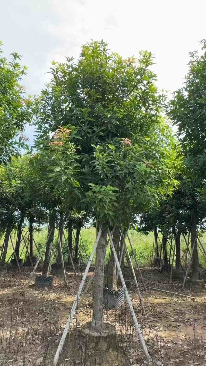 出售自己苗场：芒果绿化树15一20公分1000棵