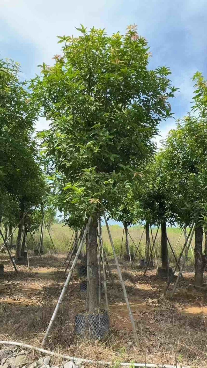 出售自己苗场：芒果绿化树15一20公分1000棵