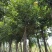 出售自己苗场：芒果绿化树15一20公分1000棵
