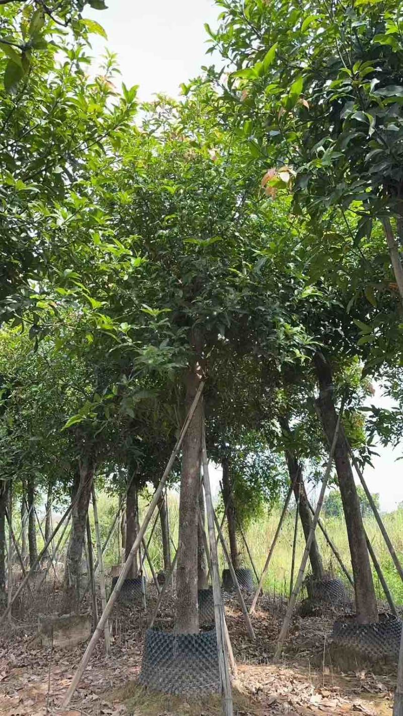 出售自己苗场：芒果绿化树15一20公分1000棵