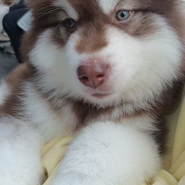 狗