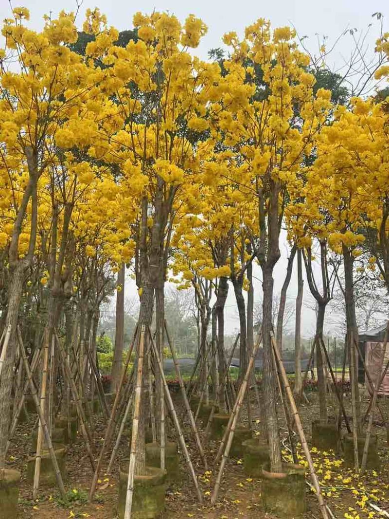 黄花风铃木骨架8-15分，大量低价出售