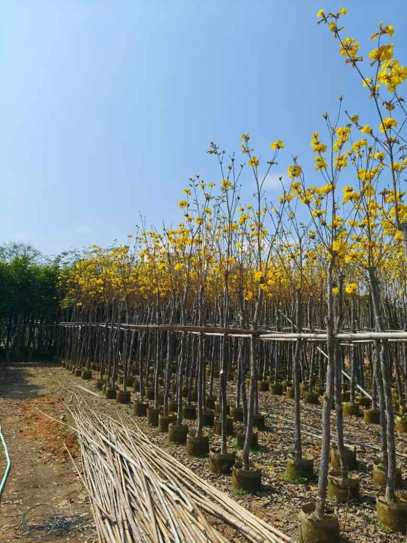 黄花风铃木骨架8-15分，大量低价出售